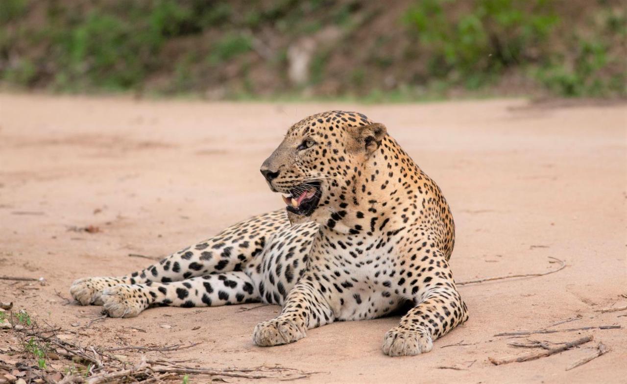 Makini Bush Camp, Yala Hotel Bagian luar foto